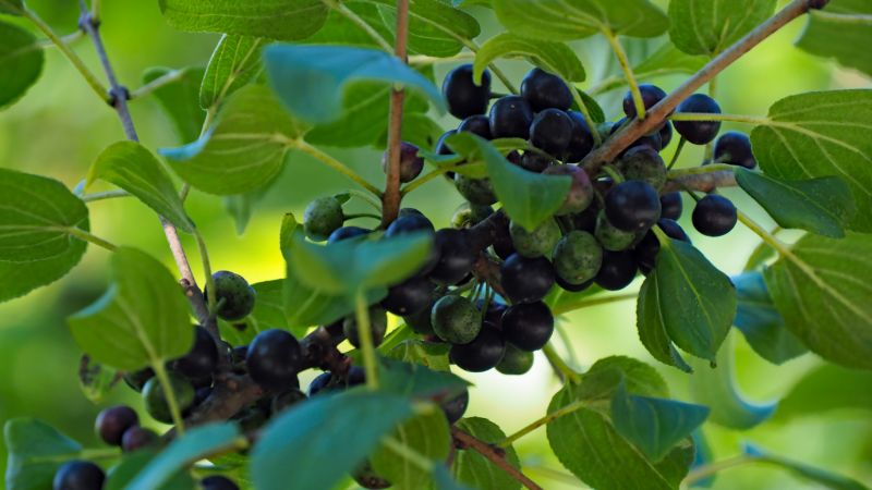 Japanese Barberry Removal
