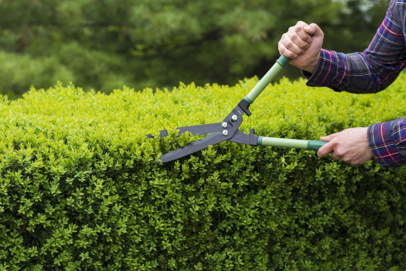Trimmed Evergreen Shrubs