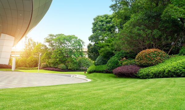 Commercial Shrub Trimming in Apopka