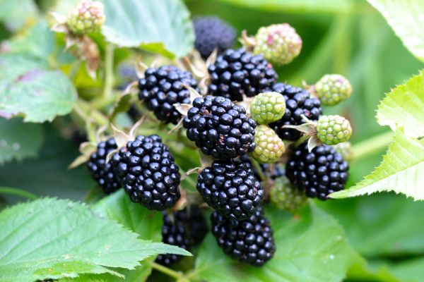 Blackberry Bush Removal in Apopka