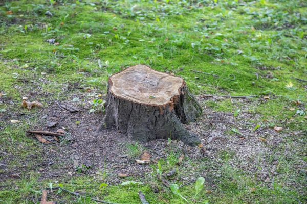 Bush Stump Removal in Apopka