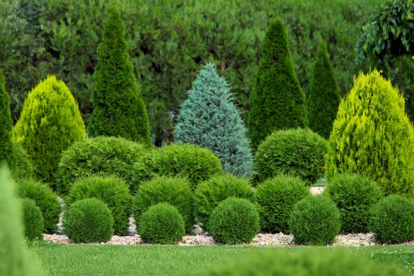 Cost of Bush Trimming Service in Apopka