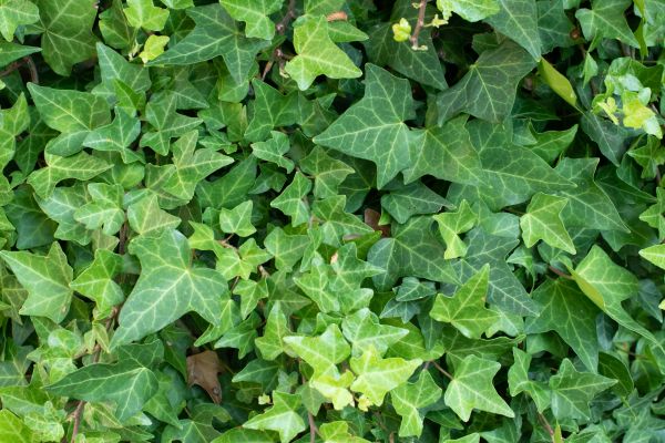 Cost of English Ivy Removal in Apopka
