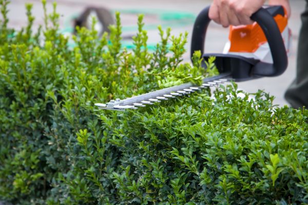 Hedge Pruning in Apopka