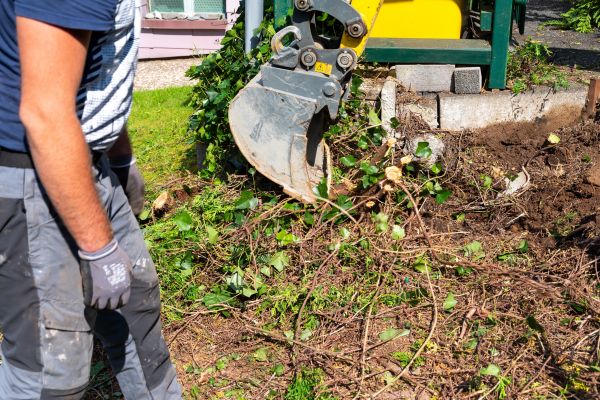 Hedge Removal Service in Apopka