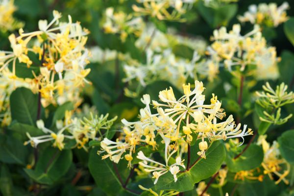Cost of Honeysuckle Removal in Apopka