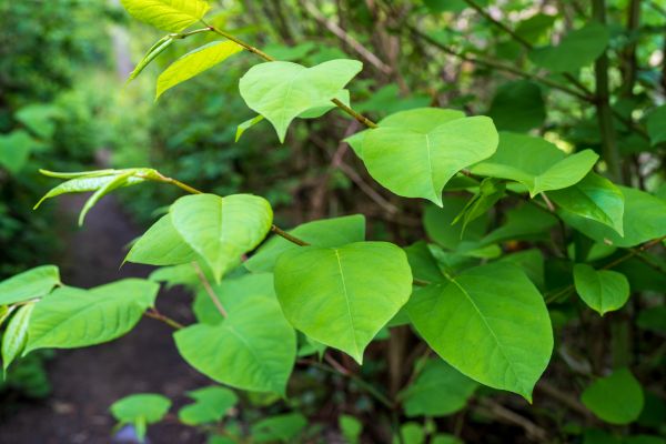 Cost of Invasive Plant Removal in Apopka