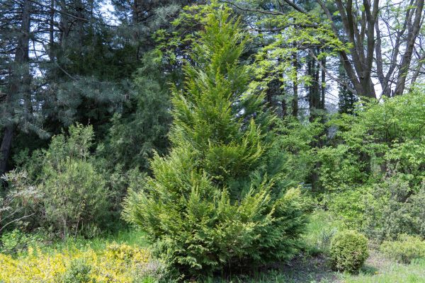 Cost of Juniper Pruning in Apopka