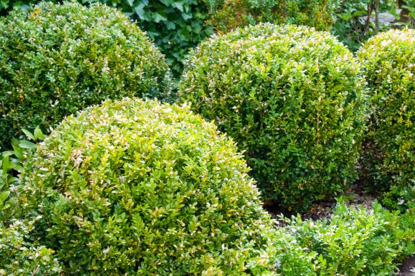 Cost of Landscape Trimming Service in Apopka