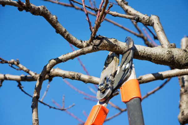 Cost of Pruning Service in Apopka