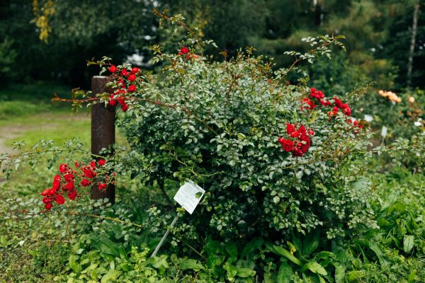 Cost of Rose Bush Removal in Apopka