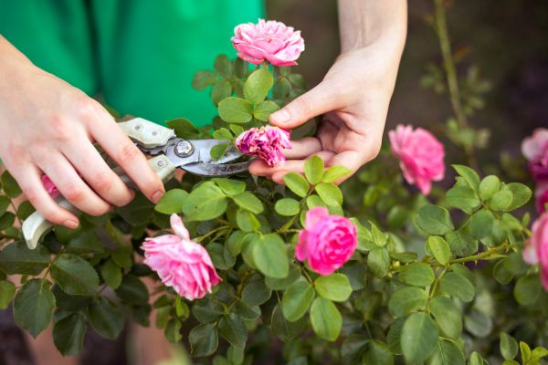Cost of Rose Trimming in Apopka