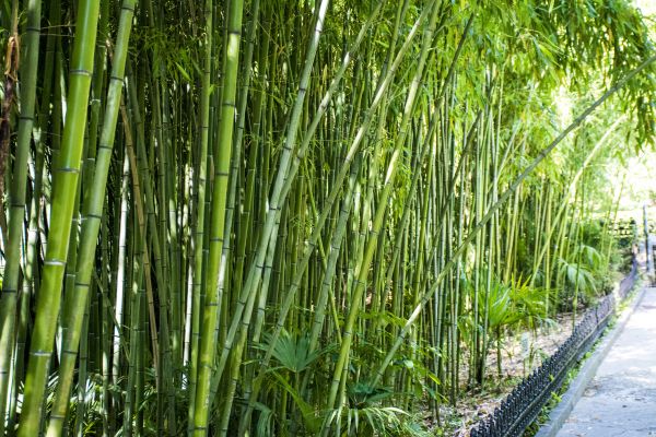 Cost of Bamboo Root Removal in Apopka
