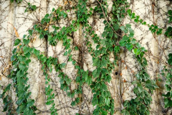 Cost of Vine Removal Service in Apopka