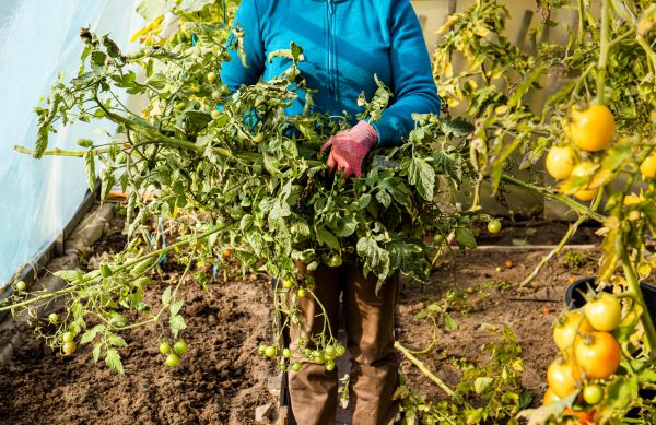 Cost of Garden Plant Removal in Apopka
