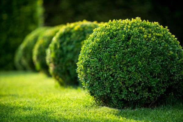 Cost of Bush Pruning in Apopka
