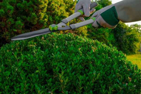 Cost of Topiary Shearing in Apopka