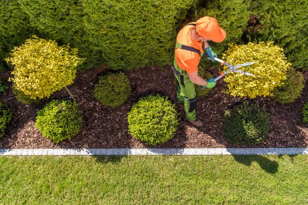 Cost of Topiary Trimming in Apopka