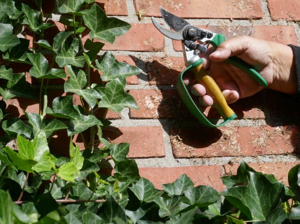 Cost of Ivy Removal Service in Apopka