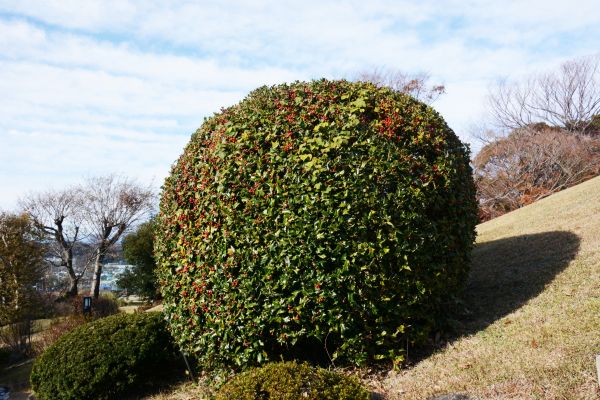 Cost of Holly Trimming in Apopka