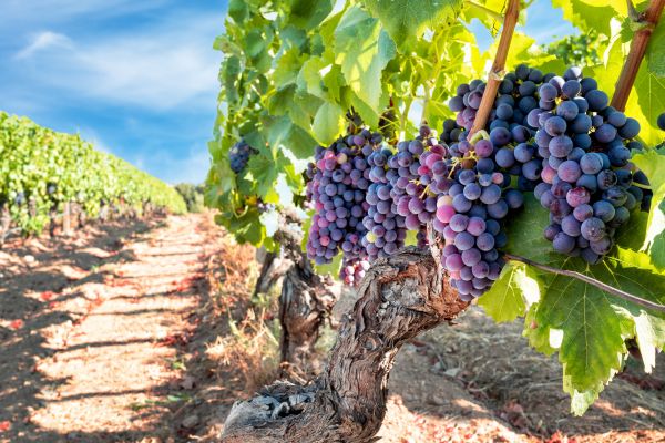 Cost of Grapevine Pruning in Apopka