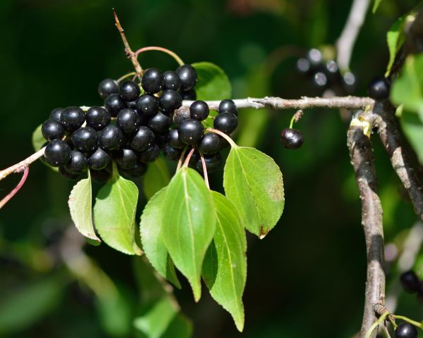 Cost of Buckthorn Removal in Apopka