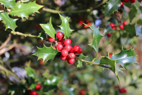 Cost of Holly Tree Trimming in Apopka