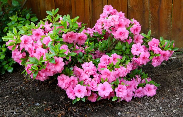 Cost of Azaleas Removal in Apopka