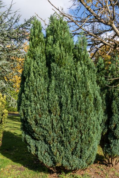 Cost of Juniper Trimming in Apopka