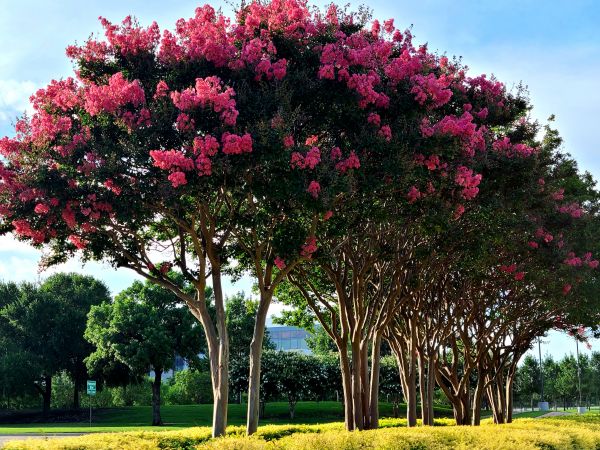 Cost of Crepe Myrtle Pruning in Apopka