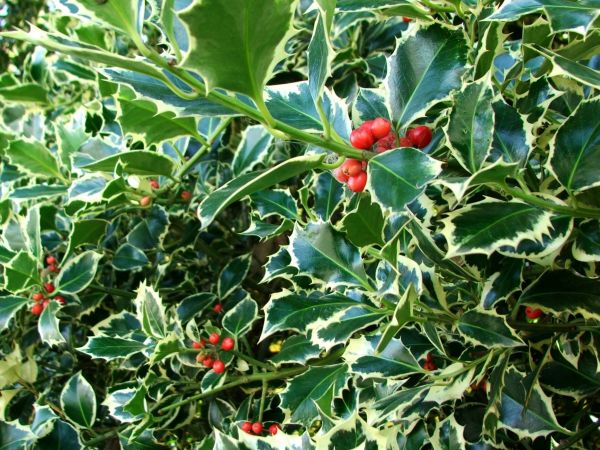 Cost of Holly Bushes Trimming in Apopka