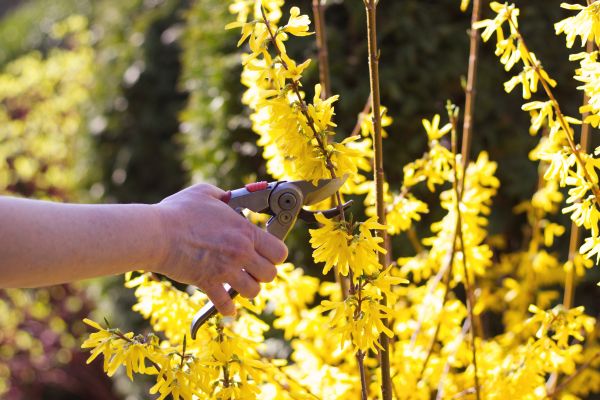 Forsythia Pruning in Apopka
