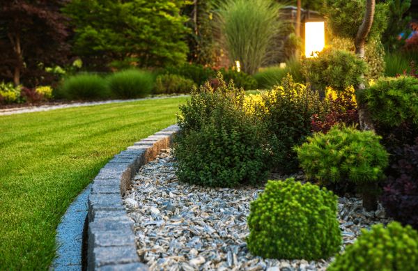 Cost of Bush Relocation in Apopka