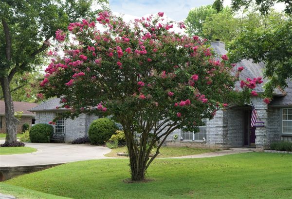 Crepe Myrtle Trimming in Apopka