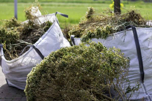 Cost of Shrubs Removal in Apopka