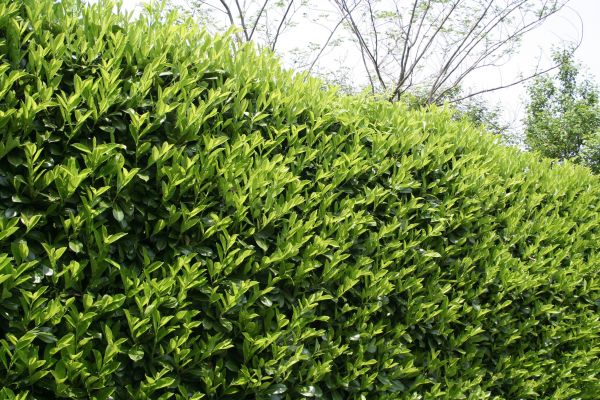 Cost of Laurel Shrub Removal in Apopka
