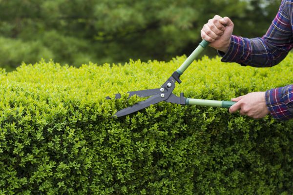 Cost of Evergreen Shrub Pruning in Apopka
