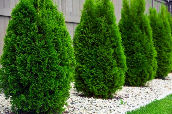 Cost of Arborvitae Shaping in Apopka