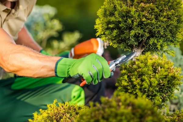 Cost of Landscape Pruning Service in Apopka