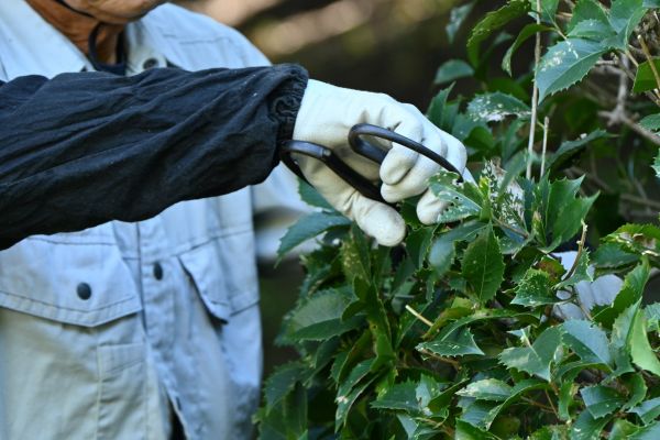 Holly Pruning in Apopka