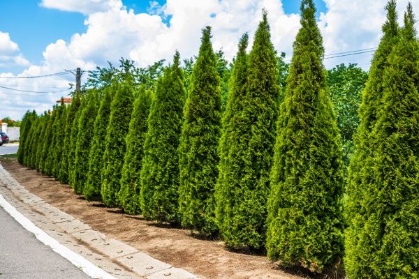 Cost of Arborvitae Shearing in Apopka