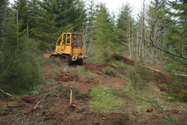 Cost of Shrubbery Clearing in Apopka