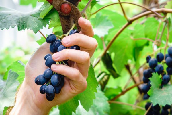 Cost of Vineyard Pruning in Apopka