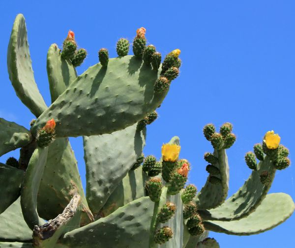Cost of Cactus Removal in Apopka