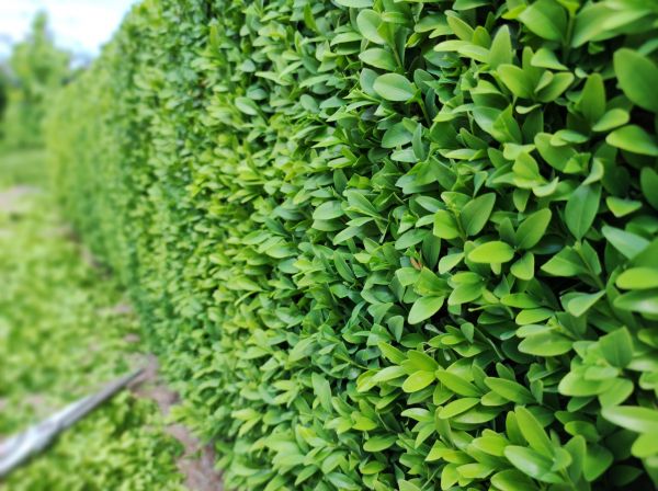 Cost of Boxwood Pruning in Apopka
