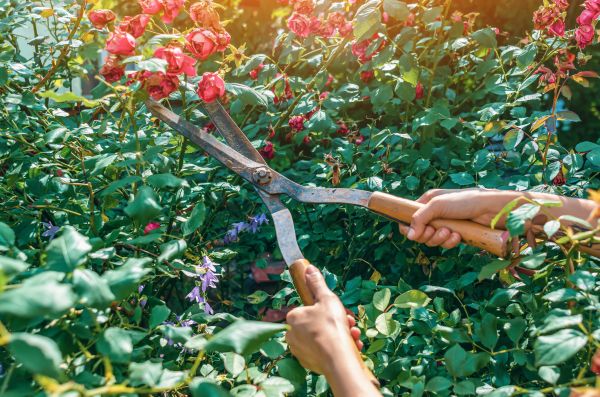 Knockout Roses Pruning in Apopka