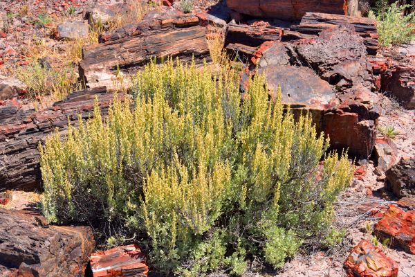 Cost of Sagebrush Removal in Apopka