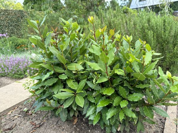 Cost of Laurel Hedge Trimming in Apopka