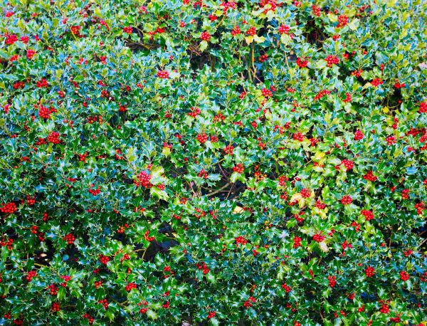 Cost of Holly Bush Removal in Apopka