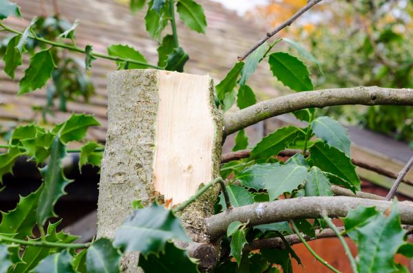 Cost of Holly Tree Removal in Apopka